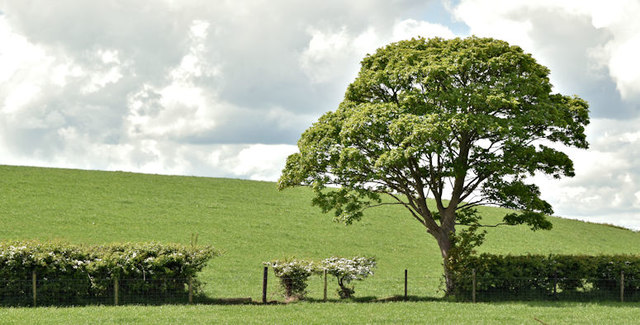 Hedge and tree, Killaghy near Millisle (May 2017)