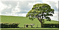 Hedge and tree, Killaghy near Millisle (May 2017)