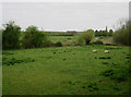 Sheep by Sharpham Drove