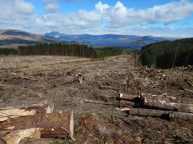 Cleared forestry land
