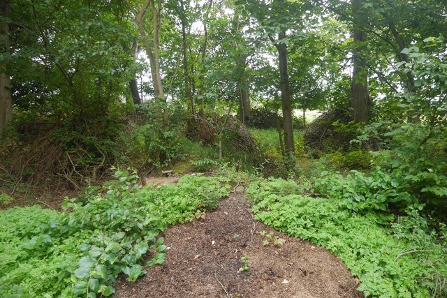 a-small-wood-near-maxton-richard-webb-cc-by-sa-2-0-geograph