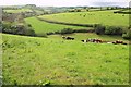 Cattle near Holsome