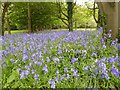 Bluebells near Strensham Court Mews