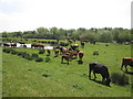 SE6135 : Beef  cattle  grazing  on  the  water  meadow by Martin Dawes