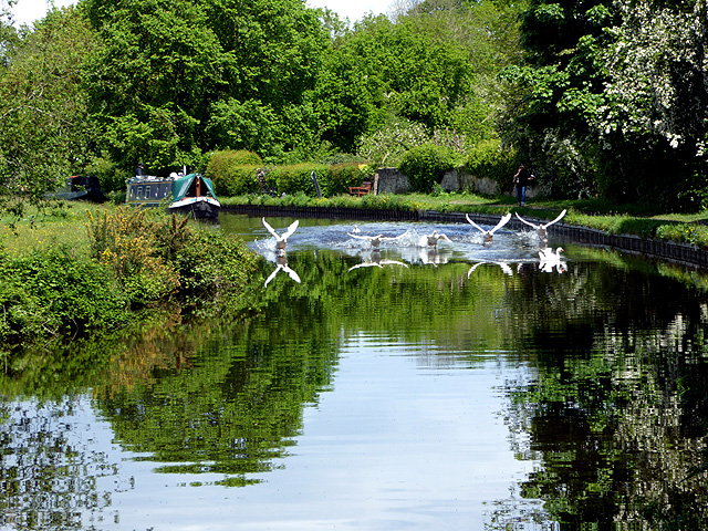 Geese landing on the Llangollen Canal