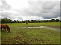 Horse Field near Holyport