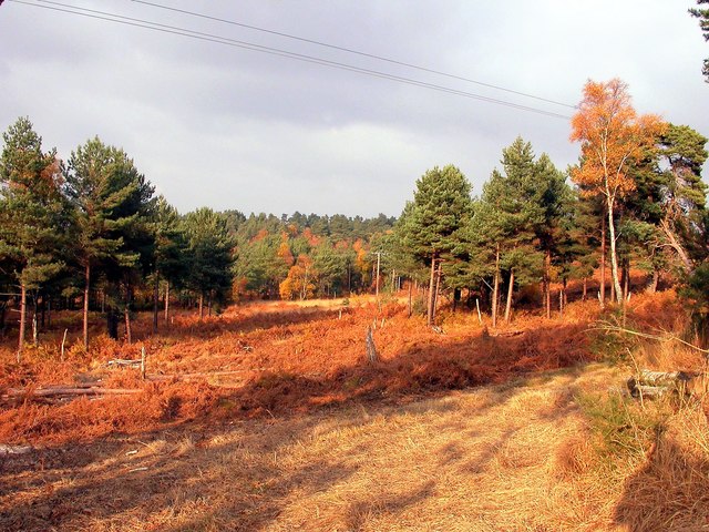 Old Lodge Nature Reserve, Ashdown Forest