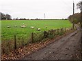 Westfield Down from the 1066 Country Walk