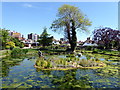 Pond in Motcombe Gardens