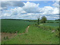 Field margin and hedgerow