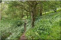 NT6872 : Path, Woodhall Dean by Richard Webb