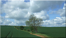 TL5141 : Crop fields near Little Chesterford by JThomas