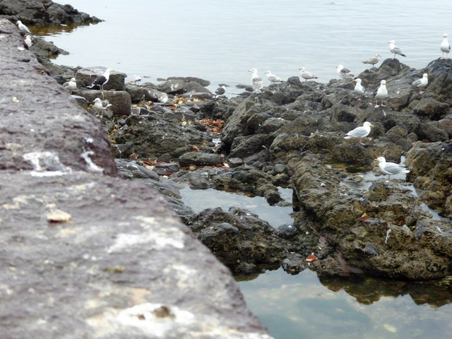 Gulls by the Ware Hole west of Gourdon Harbour wall