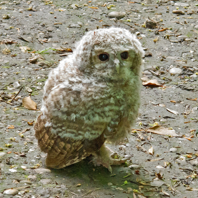 Tawny Owlet, Warley Place Nature Reserve