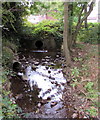 Dowlais Brook, Cwmbran