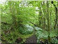 Woodland path near Hallbar Tower