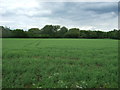 Crop field off Ashen Road