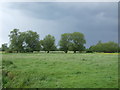 Grazing near the River Stour