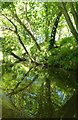 Reflections in the Royal Military Canal, Hythe