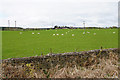 Sheep below High Shilford