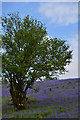 SS9539 : West Somerset : Grassy Field & Tree by Lewis Clarke