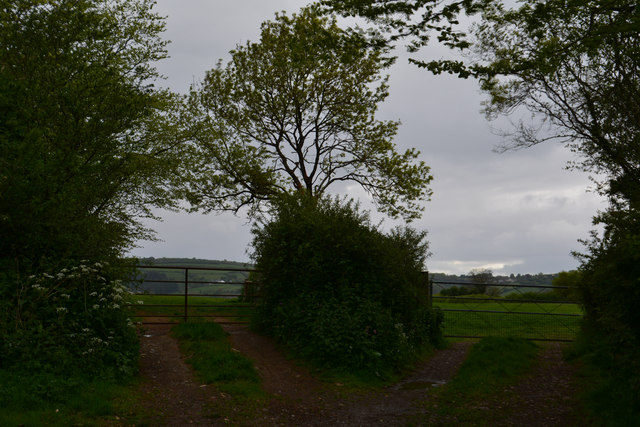 West Somerset : Grassy Field & Gate