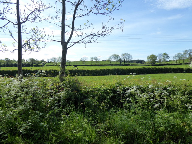 Hedges, Galbally