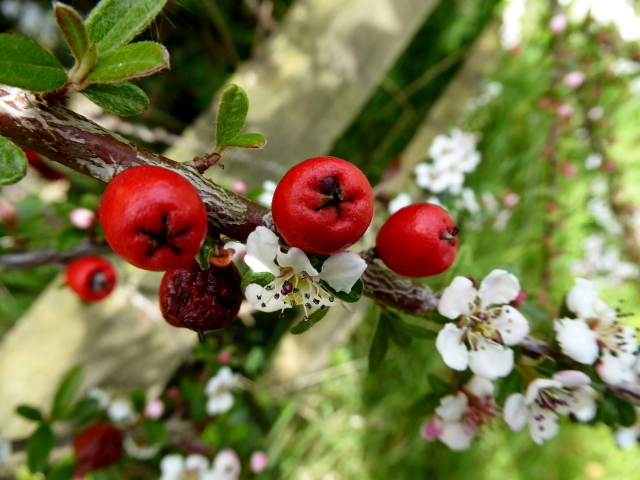 Berries and blossoms, Edenderry