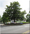 Dominant tree on a Tredegar corner 