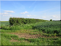 SK7463 : Field boundary near Broadwaters Farm by Jonathan Thacker