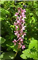 Early Purple Orchid near Willowbrook