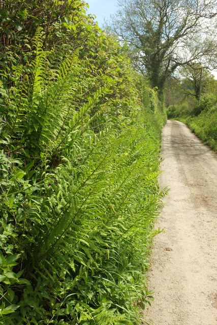 Ferns by the lane to Broadley
