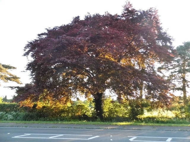 Tree on the B526, Lathbury