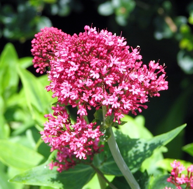 Red Valerian (Centranthus ruber)