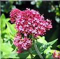 Red Valerian (Centranthus ruber)