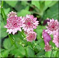 Masterwort  (Astrantia spec)