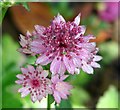 Masterwort  (Astrantia spec)