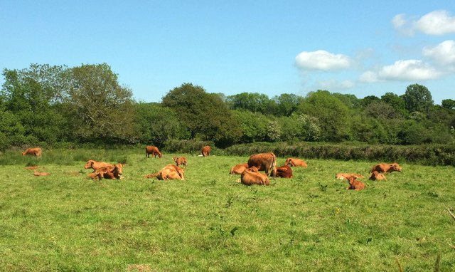 Cattle near Yeo Farm