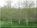 Alders by the Cockholm Burn at Cathpair