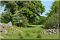 Field and trees near Maes Angharad