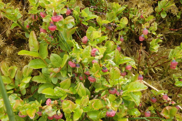 Bilberry Flowers