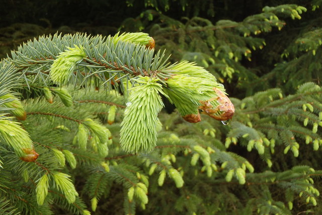 Dripping Spruce Bud