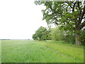 Little Used Footpath towards Westleymill