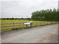 Horse Farm near Braywoodside