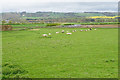 Sheep near Dilston