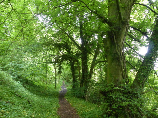 Path in Hawkley Hanger
