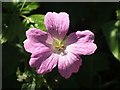 Pencilled cranesbill, Lower Yalberton Road