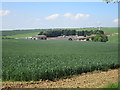 Wheat field and Cross Thorns Farm