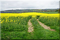 Oil seed rape near Dilston Park