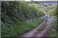 West Somerset : Stapling Lane